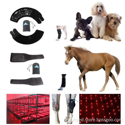 Sphynx Cat Supplies and Accessories in Canada